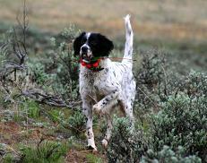 jim gourley setter dogs