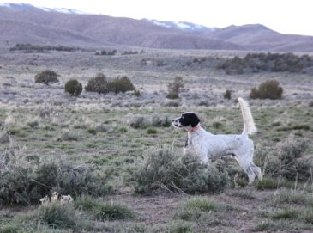 5X CH Tekoa Mountain Patriot 