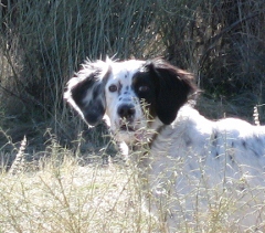 Tekoa Mountain Lucylle - Lucy 