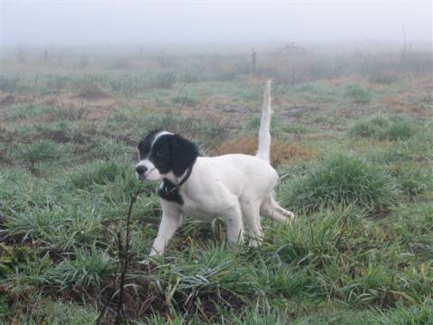 English Setter Puppies on Setter Puppies And Dogs For Sale