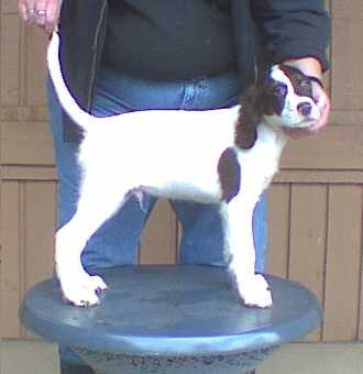 Jacky's Male Pup #9 - Chestnut Tricolor