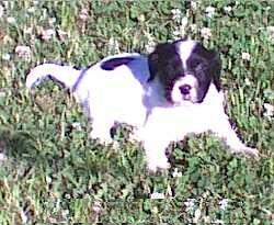 Lassy 2002 pup #3